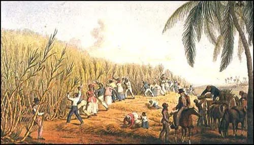 Sugar Plantations