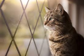 CAT TALK!